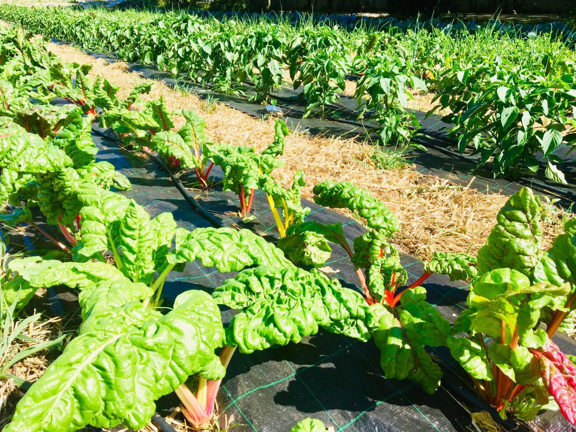 Finca Briabi La Caniza Bagian luar foto